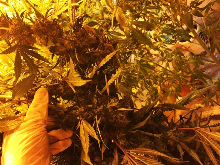 Slika /PU_SD/Slike/I.PP Split - laboratorij -marihuana i eksploziv (5).jpg